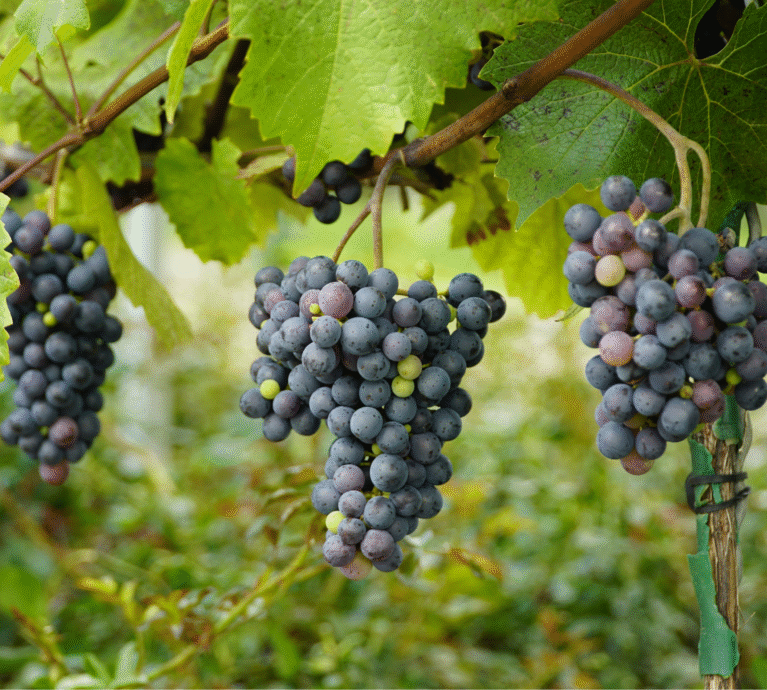 There are many variations of passages of Lorem Ipsum available, but majority have suffered teration in some form, by injected humour, or randomised words which don't look even slight believable. If you are going to use a passage of Lorem Ipsum.