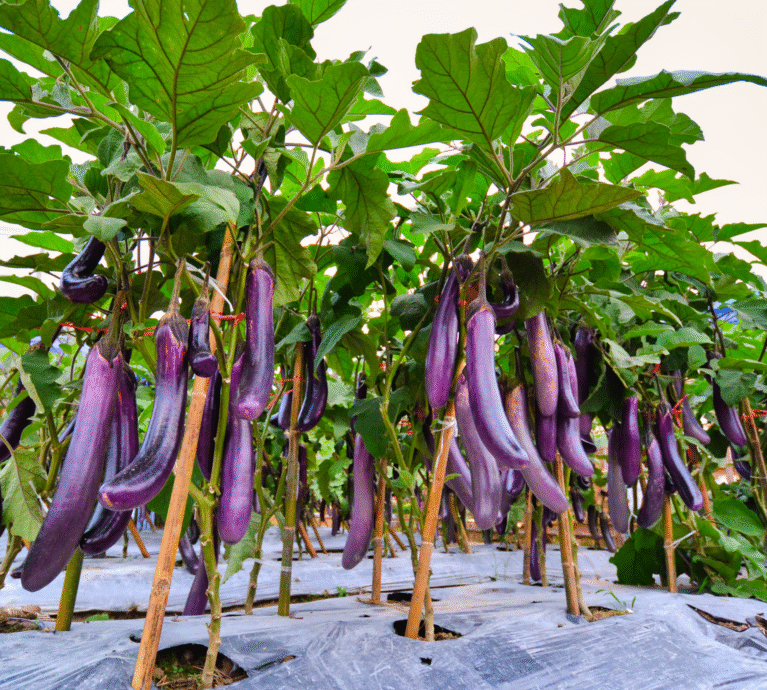 There are many variations of passages of Lorem Ipsum available, but majority have suffered teration in some form, by injected humour, or randomised words which don't look even slight believable. If you are going to use a passage of Lorem Ipsum.