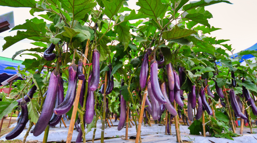 There are many variations of passages of Lorem Ipsum available, but majority have suffered teration in some form, by injected humour, or randomised words which don't look even slight believable. If you are going to use a passage of Lorem Ipsum.