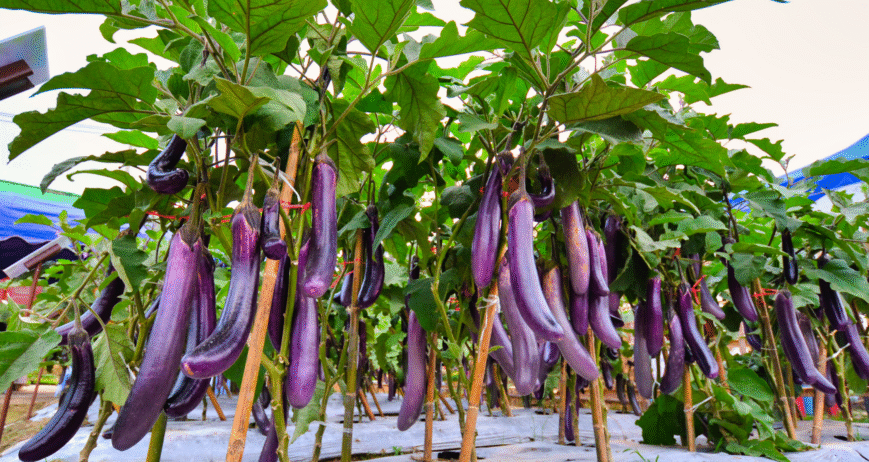 There are many variations of passages of Lorem Ipsum available, but majority have suffered teration in some form, by injected humour, or randomised words which don't look even slight believable. If you are going to use a passage of Lorem Ipsum.